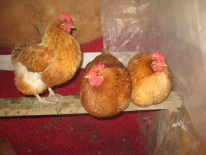 "The Girls" fluffed up in the hen house