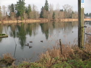 Ducks in Brydon Park Lagoon