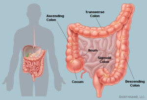 Colon image from WebMD