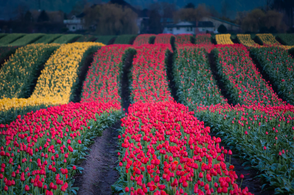 Waves of Tulips photo by Terry Friesen