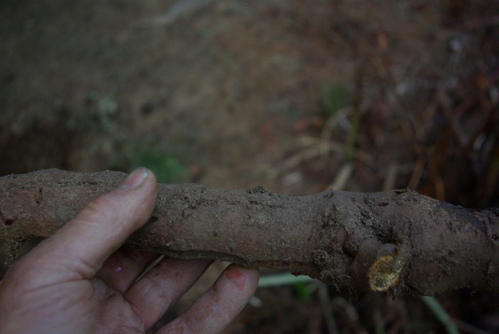 Close up of Japanese Knotweed root, photo by Joe Cindrich