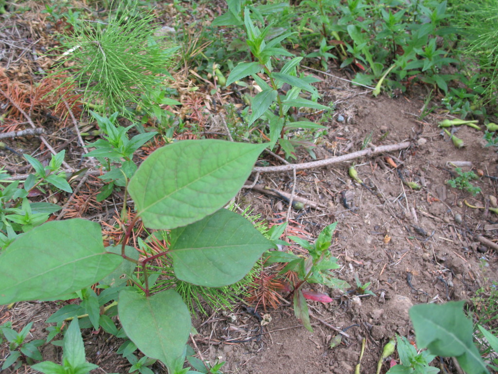 Leaves of a young Japanese Knotweed