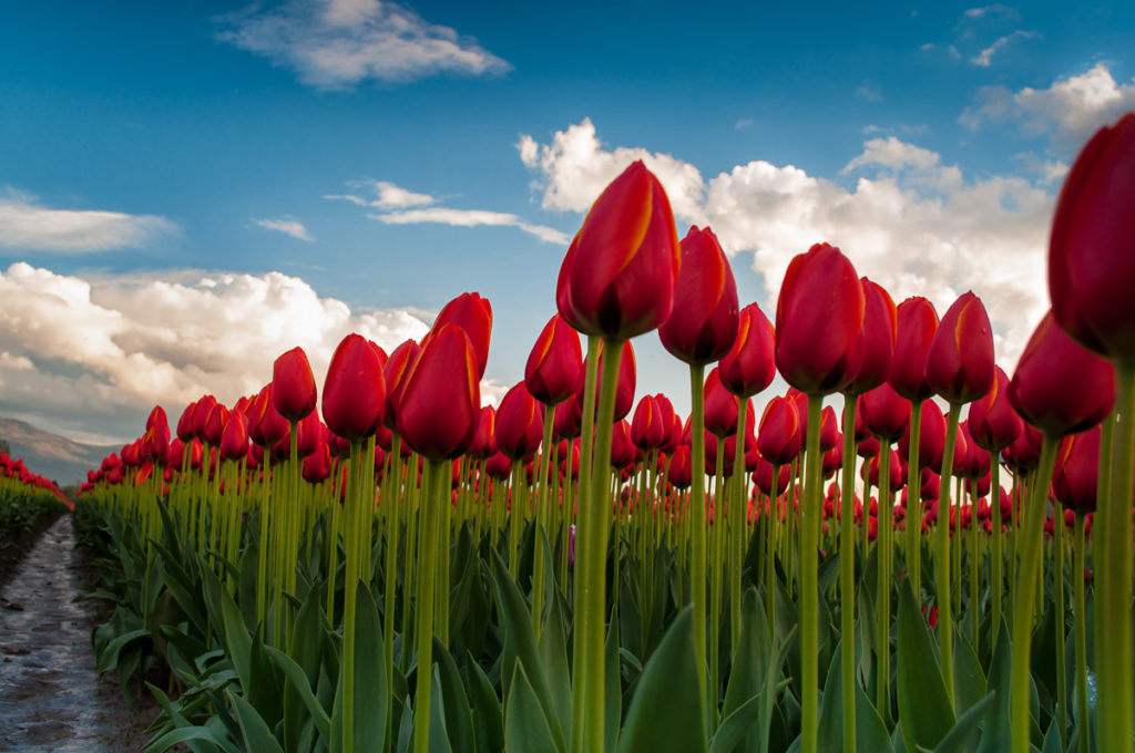 Up Tulips by Terry Friesen